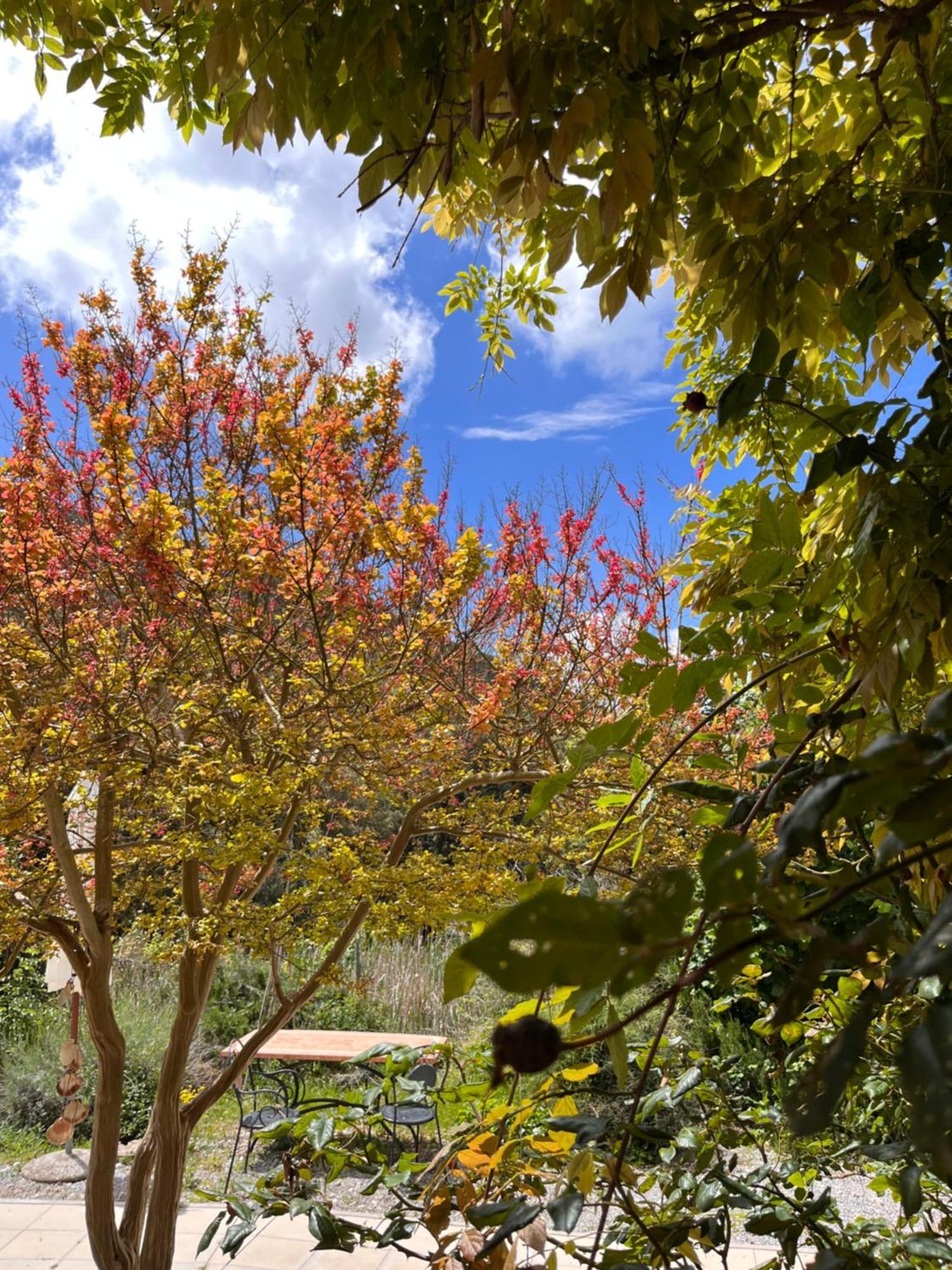 B&B La Fucinaia Pet Friendly Adults Only Campiglia Marittima Exteriör bild