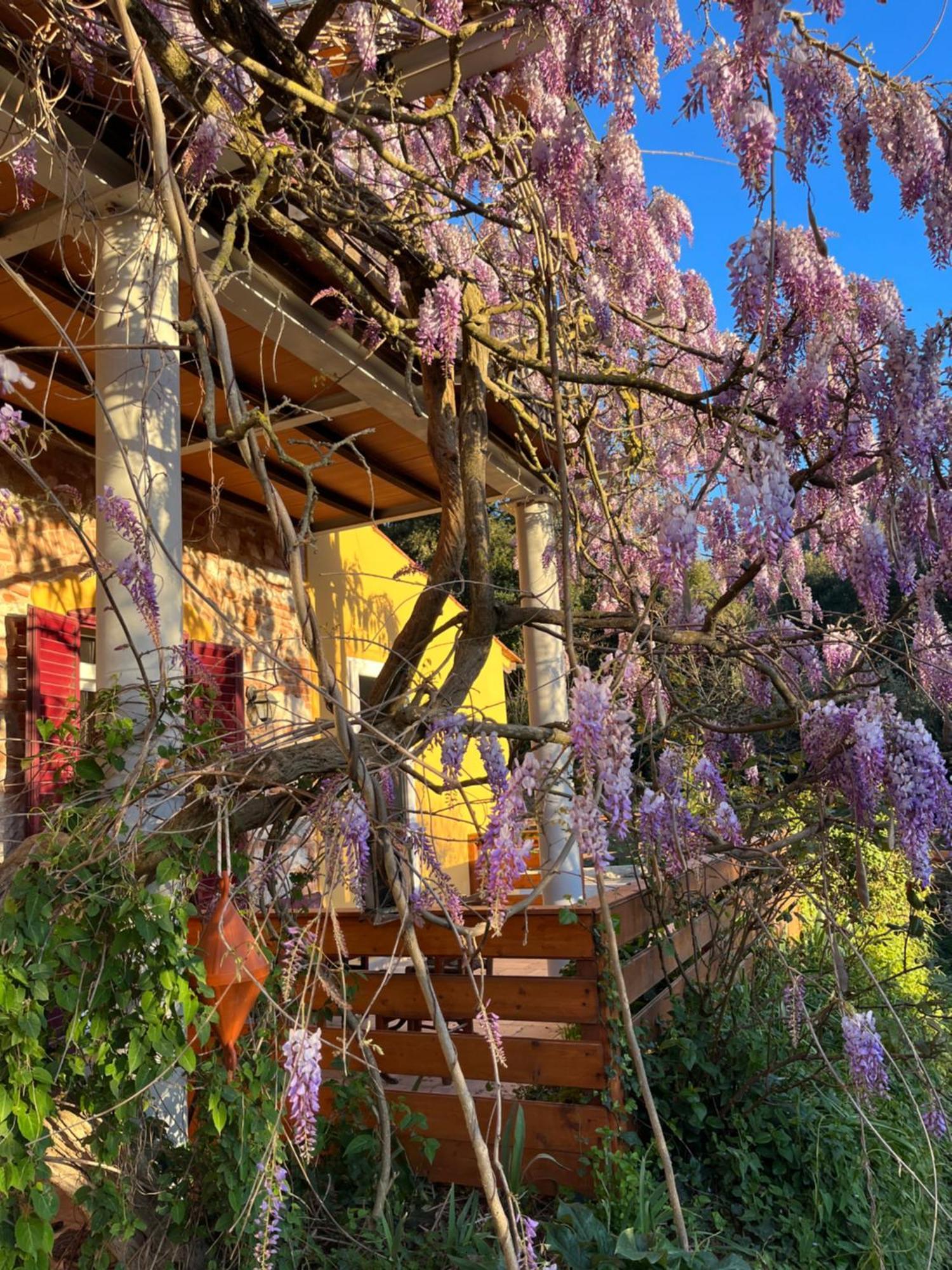 B&B La Fucinaia Pet Friendly Adults Only Campiglia Marittima Exteriör bild